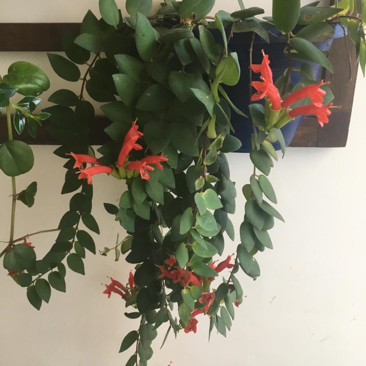 Pousada 伯迪亚哥 外观 照片