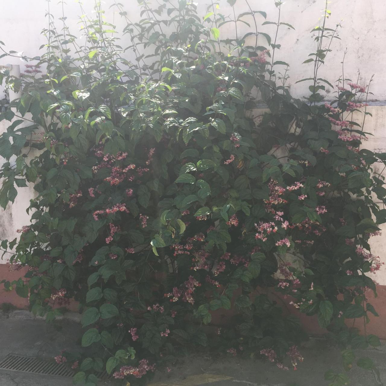 Pousada 伯迪亚哥 外观 照片